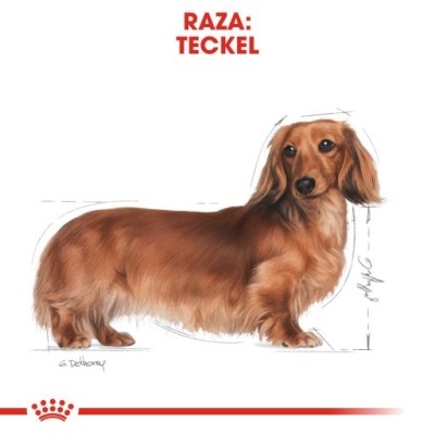 Royal Canin Dachshund Teckle Adult