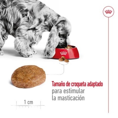 Royal Canin Medium Adult 7+ Ração Seca Cão Senior Raças de Tamanho Médio