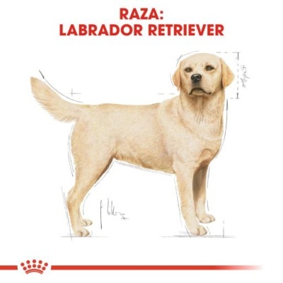 Royal Canin Labrador Retriever Adult Ração Seca Cão Adulto de Raça