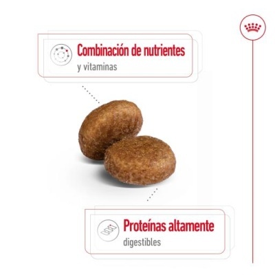 Royal Canin Maxi Adult 5+ Ração Seca Cão Senior Raças de Tamanho Grande