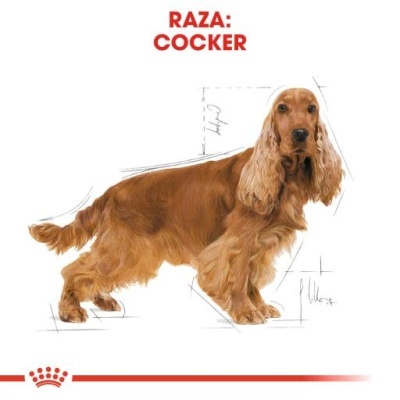 Royal Canin Cocker Adult Ração Seca Cão Adulto de Raça