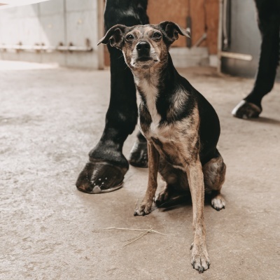 SPRAY DE PRATA 50 ml