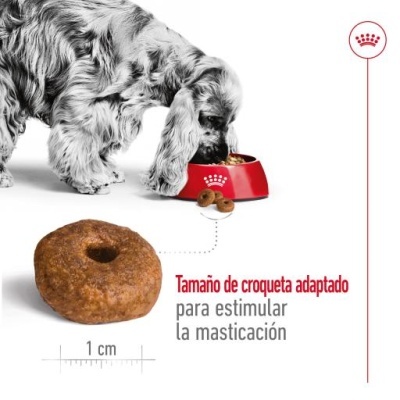 Royal Canin Medium Ageing 10+ Ração Seca Cão Idade Avançada Raças Tamanho Médio