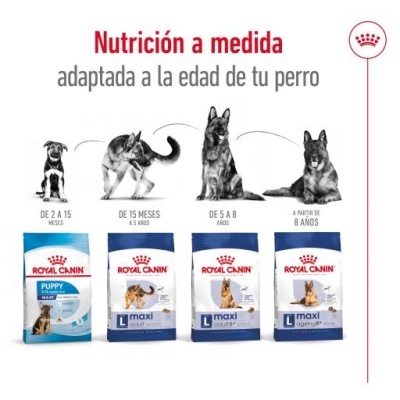 Royal Canin Maxi Adult Cães Adultos de Raça Grande