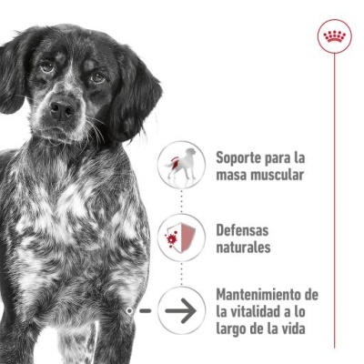Royal Canin Medium Ageing 10+ Ração Seca Cão Idade Avançada Raças Tamanho Médio