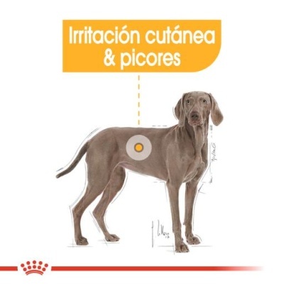 Royal Canin Maxi Dermaconfort Caes Adultos com Pele Sensivel