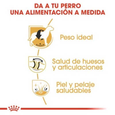 Royal Canin Labrador Retriever Adult Ração Seca Cão Adulto de Raça