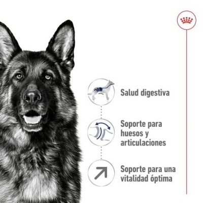 Royal Canin Maxi Adult 5+ Ração Seca Cão Senior Raças de Tamanho Grande