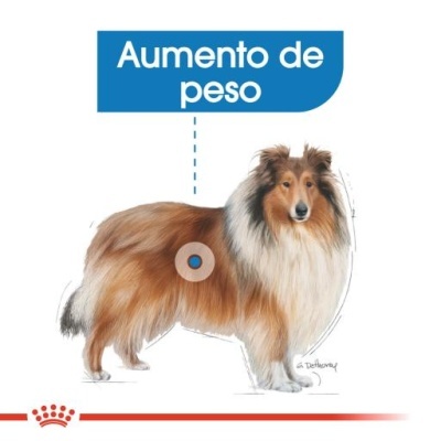 Royal Canin Light Weight Care Maxi Adult - Ração seca para cão de porte grande para controlo de peso