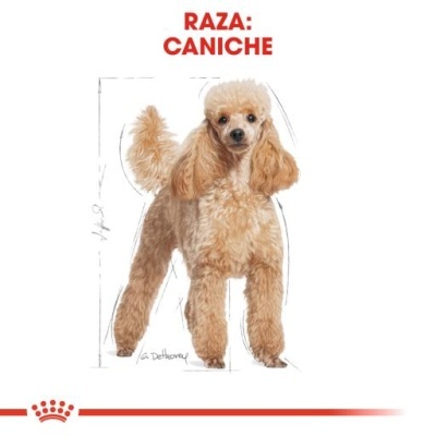 Royal Canin Poodle Adult