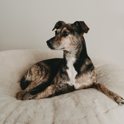 CUIDADOS COM AS PATAS 60 ml