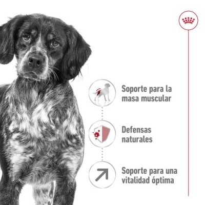 Royal Canin Medium Adult 7+ Ração Seca Cão Senior Raças de Tamanho Médio