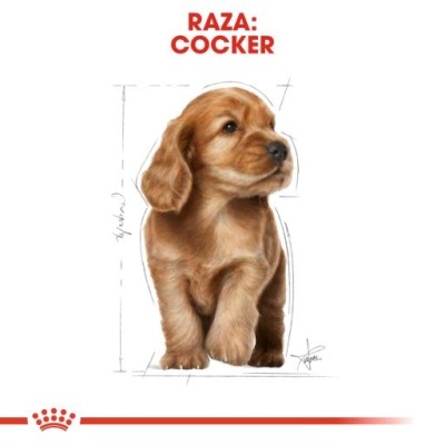 Royal Canin Cocker Puppy Ração Seca para Cachorros da Raça