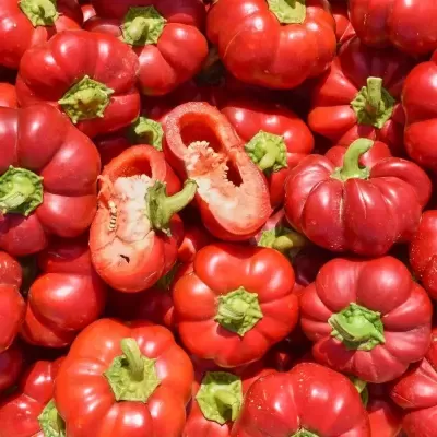 Pimento do Sabugal HL BIO - Sementes para Plantar