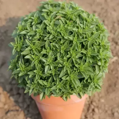 Manjerico HL BIO - Sementes para Plantar