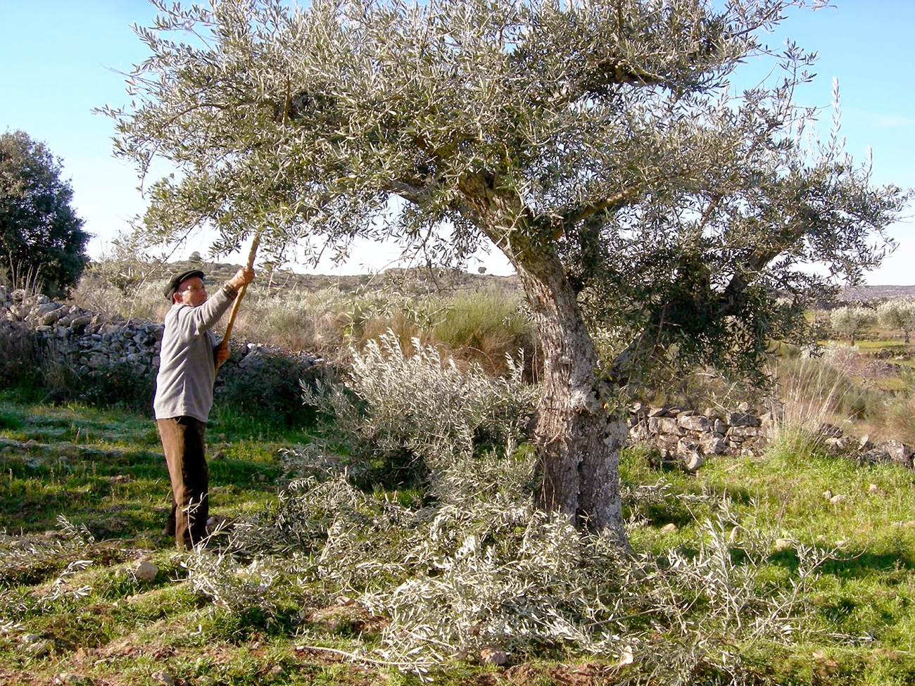 Abertura de Campanha 2017/2018