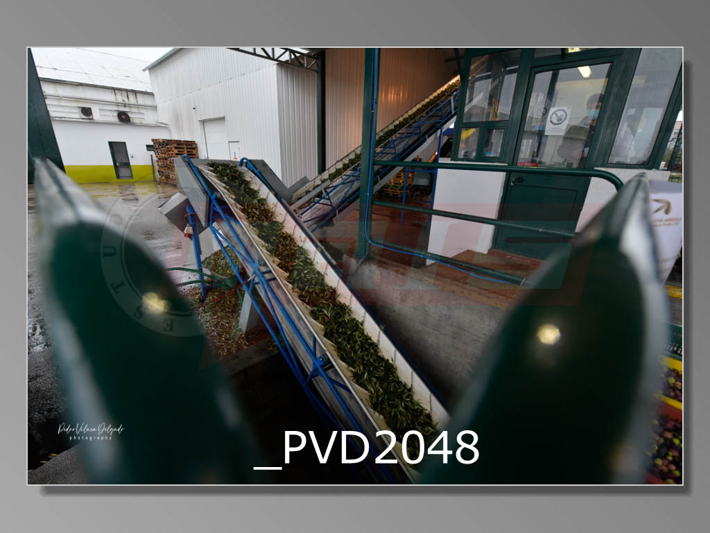 Abertura da nova Campanha de azeitona