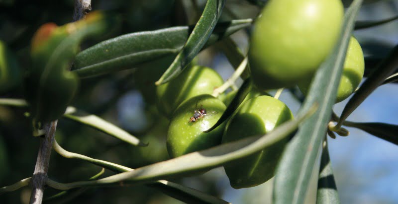 Manual de Boas Páticas