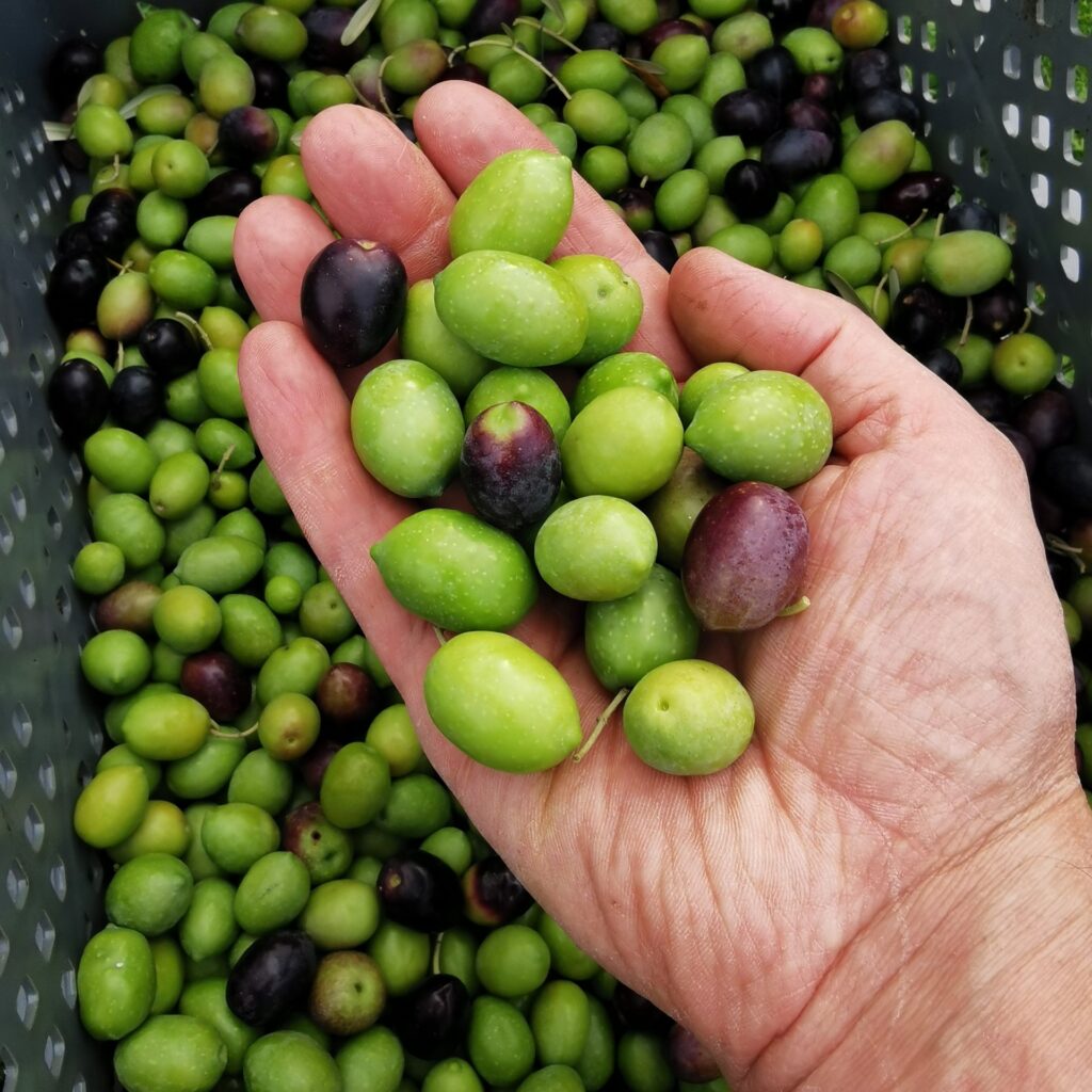 Abertura de Campanha 2025 2026