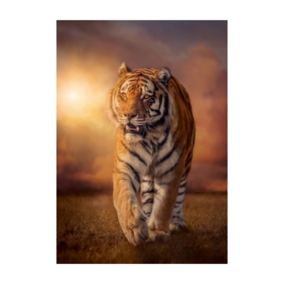 Tigre caminhando em relva seca com céu nublado ao fundo