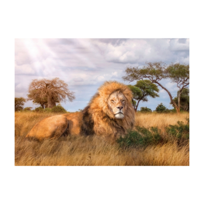 The King - 1000 peças  39479