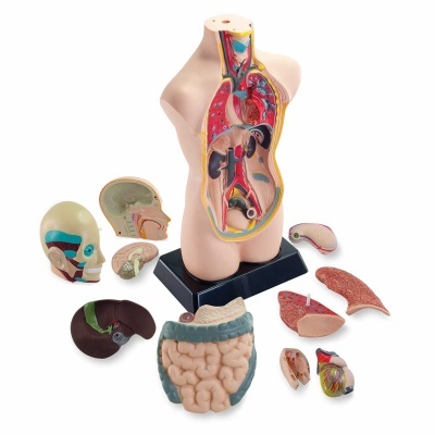 Mini torso humano 50 cm (11 partes)