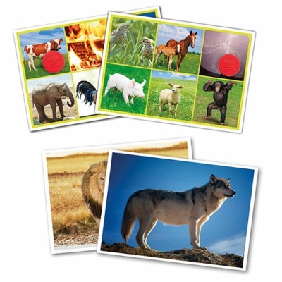 Bingo: Animais e Natureza