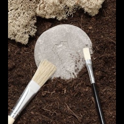 Vamos Investigar - Insetos