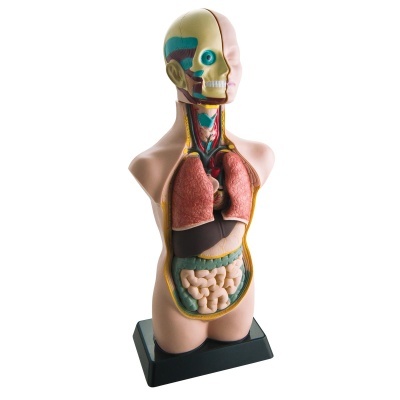 Mini torso humano 50 cm (11 partes)