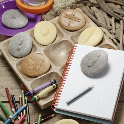 Vamos Investigar - Insetos