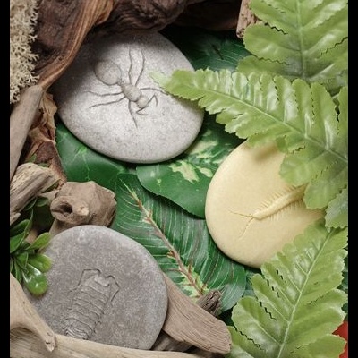 Vamos Investigar - Insetos