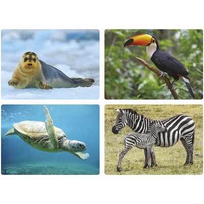 Imagier Fotos - Os Animais Imagier Fotos - Os Animais