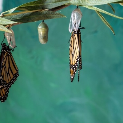 Ciclos de Vida - vários modelos