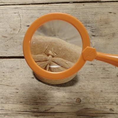 Vamos Investigar - Insetos