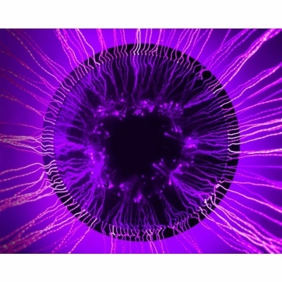 Cortina sensorial de fibra óptica