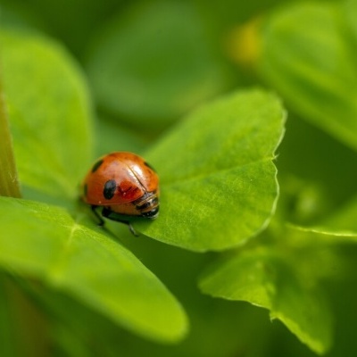 Ciclos de Vida - vários modelos