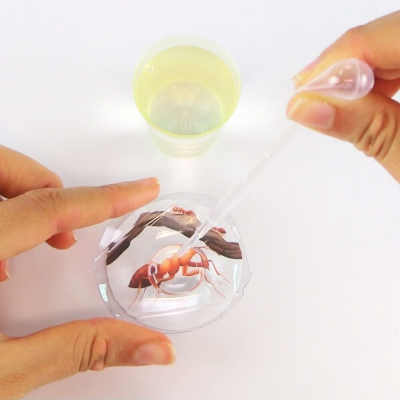 Mãos manipulando recipiente com figura de formiga e pipeta com líquido