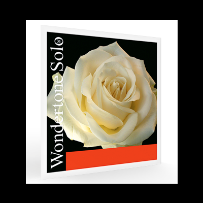 Wondertone - Violino