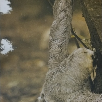 Bicho-preguiça cinzento a agarrar uma árvore