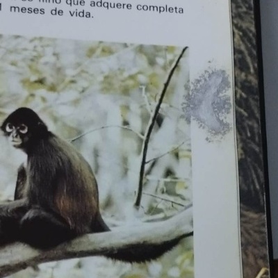 Página de livro com texto em português e foto de um macaco sentado num ramo