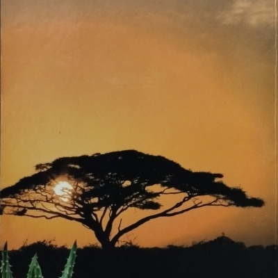 Aloes: Os Melhores Remédios de África - Carlos Alberto Alves