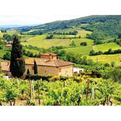 Vinhas verdes com casa de pedra e colinas ao fundo
