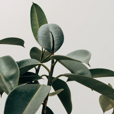 Wall Wood Support Wall Wood Support