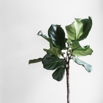 Droplet Plant Kit 🌱 Droplet Plant Kit 🌱