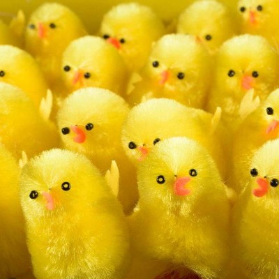 Bonecos de pintainhos amarelos macios pequenos agrupados