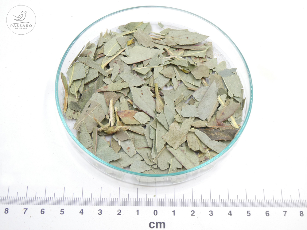 Eucalipto Cortada bio* Eucalipto Cortada bio*