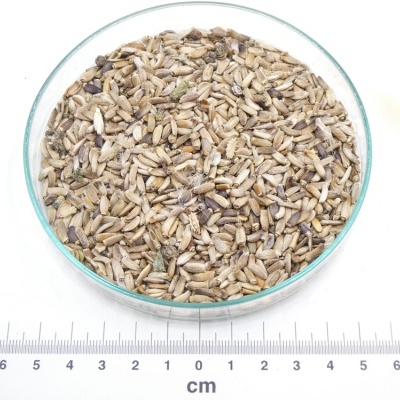 Cardo-Mariano Semente bio*