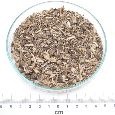 Equinácea-Púrpurea Raiz bio*