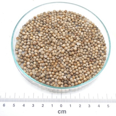 Coentro Semente bio*