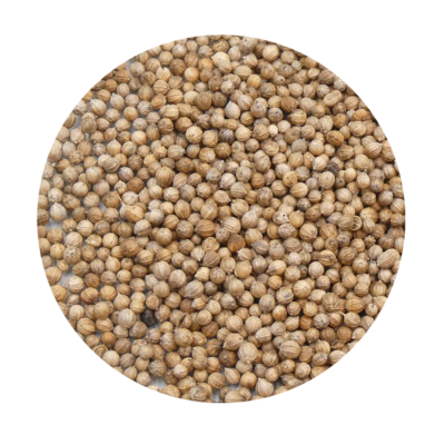 COENTRO semente FR BIO